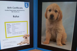 Rufus the guide dog